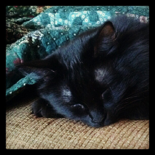 Illustration for article titled Adorable Sleeping Animals - Post Yours!
